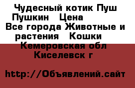 Чудесный котик Пуш-Пушкин › Цена ­ 1 200 - Все города Животные и растения » Кошки   . Кемеровская обл.,Киселевск г.